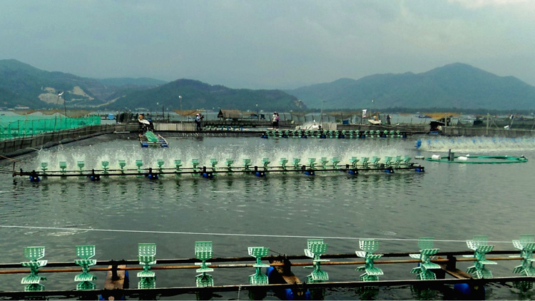 Theo Cục thống kê Phú Yên, trong tháng 9/2023, hoạt động nuôi trồng thủy sản ổn định, sản lượng thủy sản tăng so cùng kỳ năm trước.